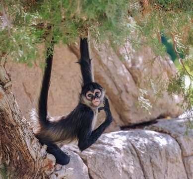 Black-handed spider monkey looking at camera while perched on a tree branch with lush green leaves