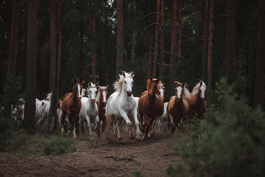 Herd of Horses Running Through a Dark Forest.