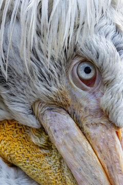 View of an extreme close-up of a pelican's head focusing on its blue eye and white feathers in Mulhouse, Grand Est, France.