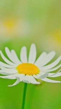 Chamomile flowers on a sunny day. High quality 4k footage