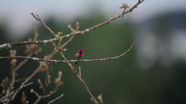 Close up of a small hummingbird sitting on a tree branch