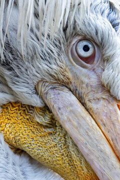 View of a close-up of a Dalmatian pelican showing detailed white feathers and a sharp blue eye in Mulhouse, Grand Est, France.