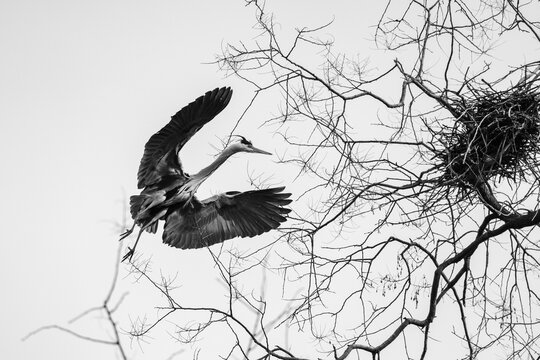 View of a grey heron in flight approaching its nest among bare tree branches in black and white Mulhouse, Grand Est, France.
