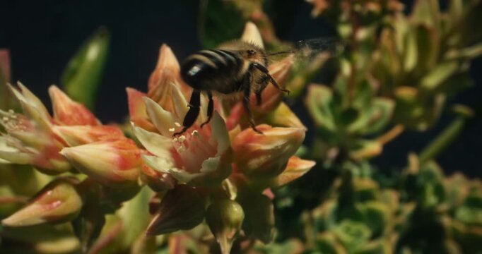 Lone bumble been flying around yellow and orange flowers in epic slow motion