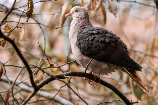 View of a wood pigeon perched on a thin tree branch surrounded by dry brown leaves in Mulhouse, Grand Est, France.