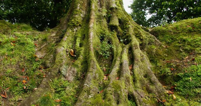Moss covered tree roots with detailed texture on forest. Old tree base with exposed roots and green vegetation