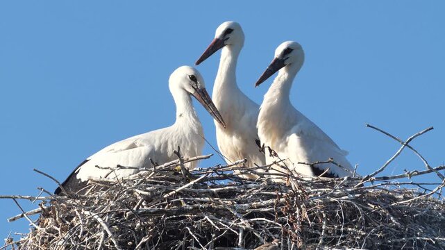 Stork chicks are waiting for adult birds to return to the nest.
In search of food, adult birds fly to swamps and meadows.
