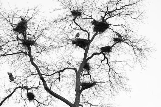 View of storks nesting in the bare branches of a large tree against a clear sky Mulhouse, Grand Est, France.