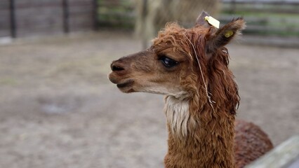 Close up profile portrait of young brown alpaca on farm © Ruslan