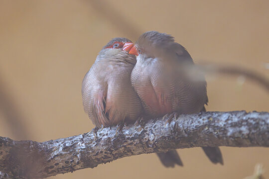 View of two small birds perched together on a branch with soft plumage and red beaks against a blurred background in Mulhouse, Grand Est, France.