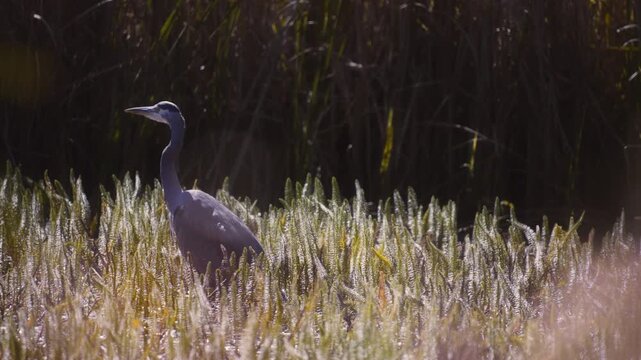 Great blue heron in a marshland between aquatic plants