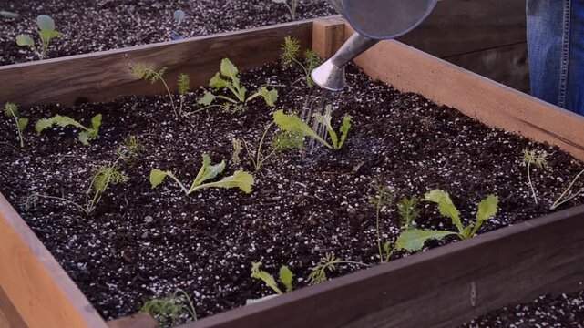 Watering seedlings in the kitchen garden with a watering can. Gardening at home. Real time video.