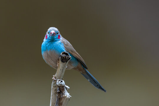View of a Red-cheeked Cordon-bleu bird perched on a dry branch with its vibrant blue plumage and red cheek patches against a blurred background in Mulhouse, Grand Est, France.