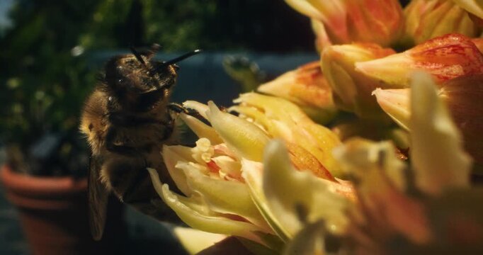Bee picking at yellow flower and cleaning itself - slow motion closeup shot