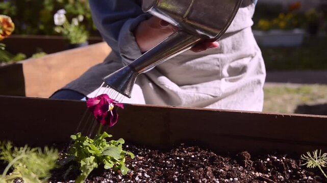 Woman with beige apron watering plants with a watering can in a raised kitchen garden bed at home. Real time video. 