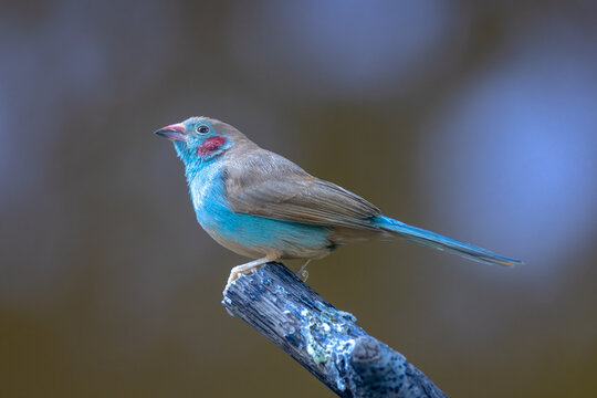 View of a Red-cheeked Cordon-bleu bird perched on a wooden branch against a soft blurred background in Mulhouse, Grand Est, France.