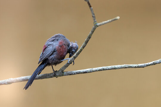 View of a small bird with dark grey and reddish plumage perched on a bare branch against a soft blurred background in Mulhouse, Grand Est, France.