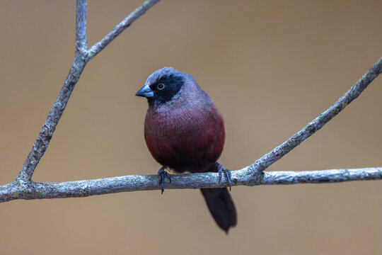 View of a small black-faced bird with maroon feathers perched on a thin tree branch against a soft blurred background in Mulhouse, Grand Est, France.