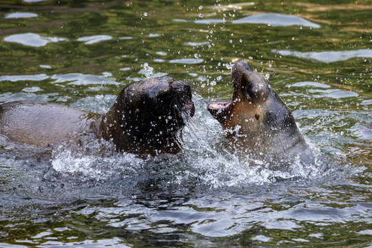 View of two sea lions interacting and splashing in the water with droplets flying in the air at a zoo in Mulhouse, Grand Est, France.
