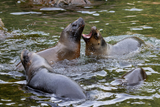 View of sea lions interacting and splashing in a pool with dark green water Mulhouse, Grand Est, France.