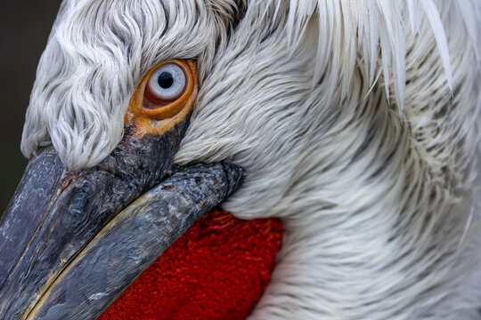 View of the detailed head and eye of a Dalmatian pelican with white feathers and a textured beak in Mulhouse, Grand Est, France.