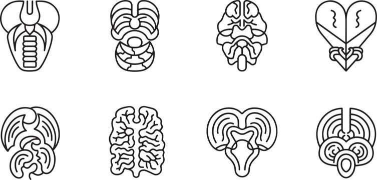 Detailed human anatomy internal organs vector icons set, medical cross section diagram glyphs of heart, brain and lungs