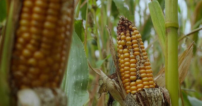 Close-up of failed corn crop with incomplete kernel development. Agricultural challenge in food production