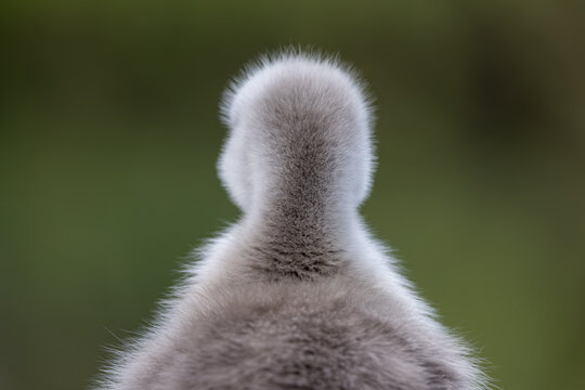 View of the soft grey down feathers on the back of a fluffy bird chick against a blurred green background in Mulhouse, Grand Est, France.
