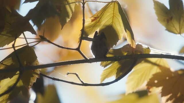 Small bird jumping on a maple tree branch in fall