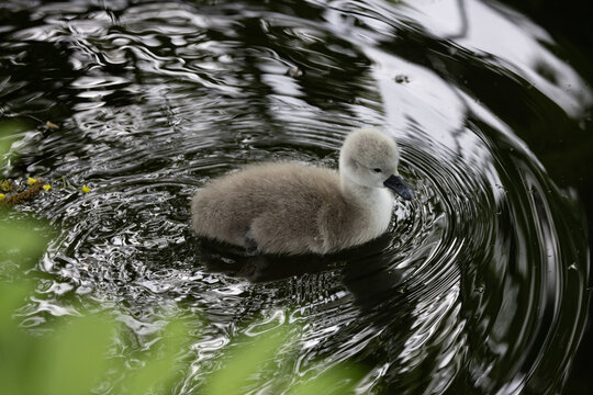 View of a fluffy grey cygnet swimming on dark water with circular ripples Mulhouse, Grand Est, France.
