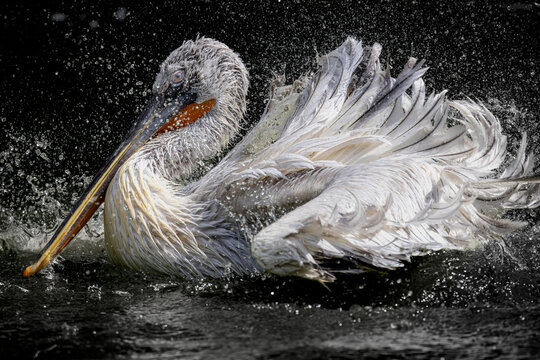 View of a Dalmatian pelican splashing in the water with droplets flying against a dark background Mulhouse, Grand Est, France.