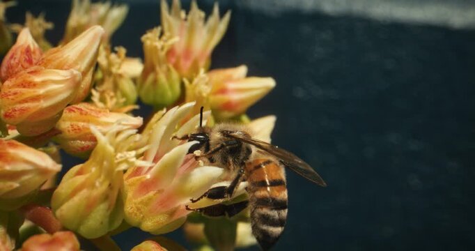Closeup shot on honey bee collecting pollen from yellow flower