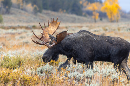 Moose Autumn