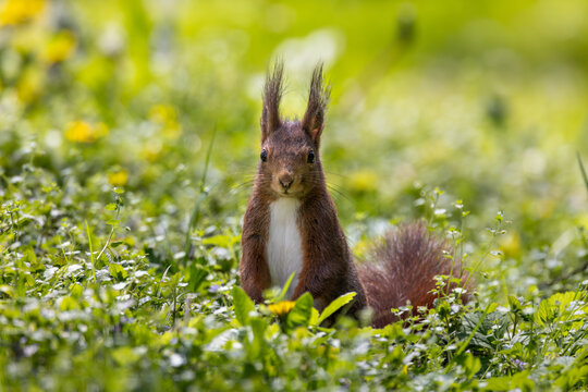View of a red squirrel standing in a green meadow with yellow dandelions and soft bokeh background Mulhouse, Grand Est, France.