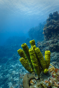 Green tube sponges with scuba divers on coral reef