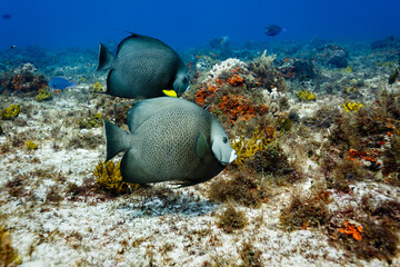 Gray Angelfish Pomacanthus arcautus on coral reef © Pete Niesen Photo