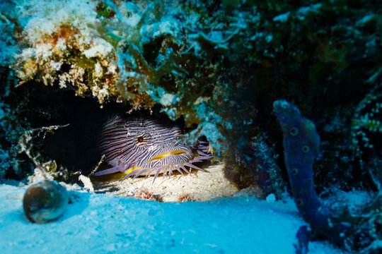 Splendid Toadfish, Sanopus splendidus, hiding in coral reef