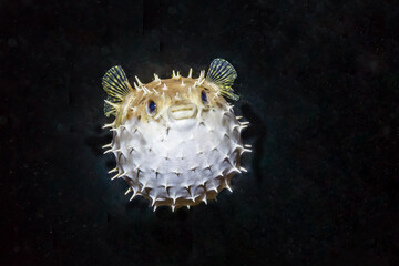 Balloon Puffer fish Diodon holocanthus puffed up at night floating in the dark balke ocean © Pete Niesen Photo