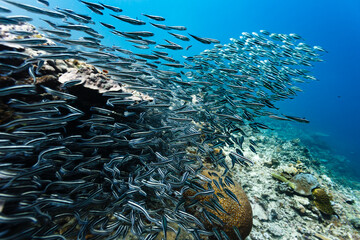 School of fish on coral reef © Pete Niesen Photo