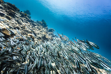 School of fish on coral reef © Pete Niesen Photo