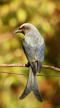 Ashy drongo bird perched on a thin branch against a blurred natural background