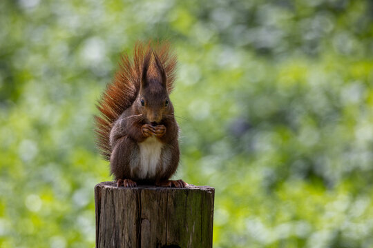 View of a red squirrel sitting on a wooden post while eating against a blurred green forest background in Mulhouse, Grand Est, France.