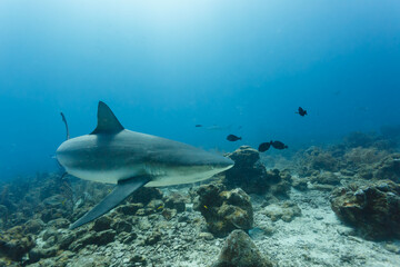 Caribbean reef shark ,  Carcharhinus perezii,   swims in blue water above coral reef © Pete Niesen Photo