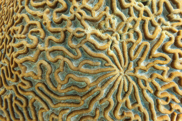 close-up of geometric pattern of brain coral surface on reef in Caribbean Sea © Pete Niesen Photo