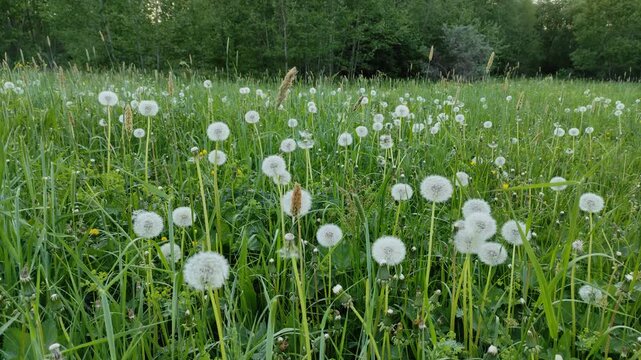 White dandelions in green grass №2