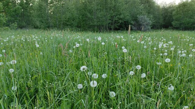 White dandelions in green grass №1