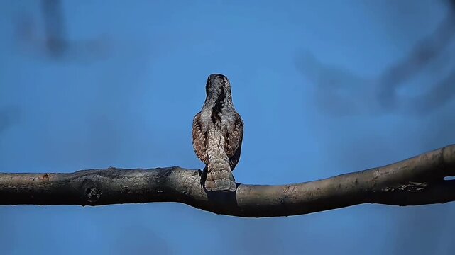 Eurasian wryneck perched on a tree branch against a clear blue sky