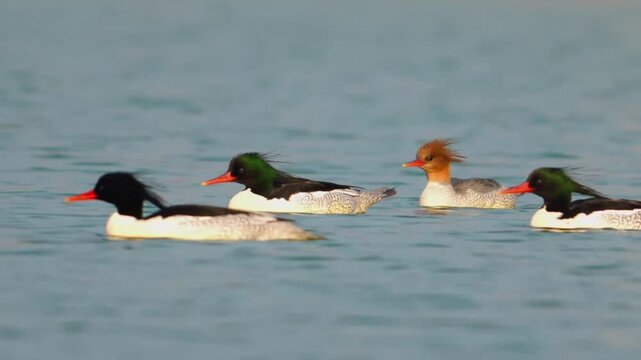 Redbreasted mergansers swimming in the water