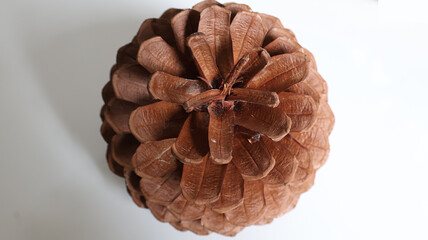 pine cone on a white background © Tiyah LGDD