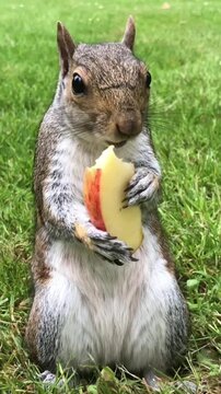 Closeup of an adorable eastern gray squirrel eating a slice of fresh apple